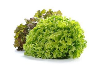 roter Batavia – Pfirsich - Salat