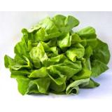 Kopfsalat