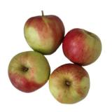 Apfel Sansa