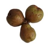 Birne Vereinsdechant