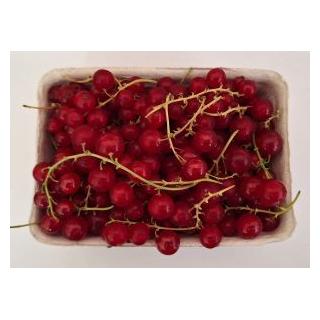 Johannisbeeren rot