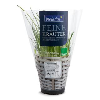 Schnittlauch Bund
