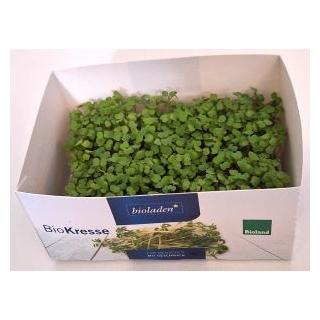 Rucolakresse