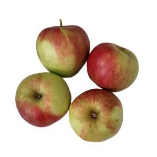 Apfel Sansa
