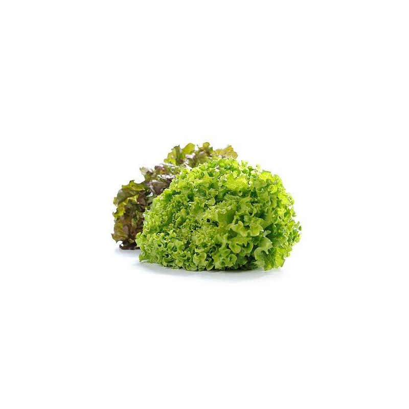 roter Batavia – Pfirsich - Salat