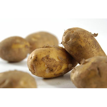 Kartoffel Belana 2,5 kg Tüte festkochend