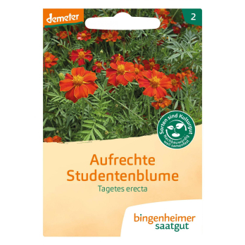 Studentenblume