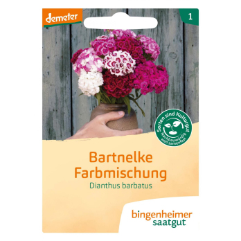 Bartnelke