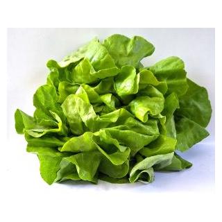 Kopfsalat