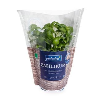 Basilikum Topf