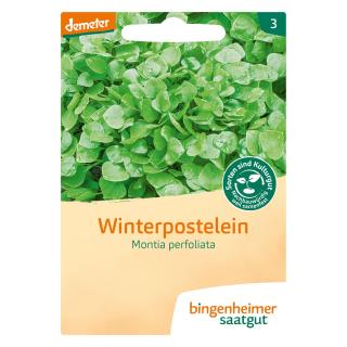 D-Postelein, Winterpostelein