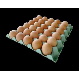 Bio-Eier Gr. L
