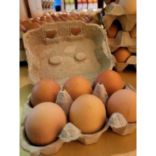 Bio-Eier Gr. L