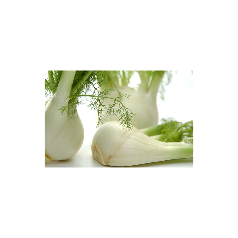 Salat mit Blutorange, Fenchel und Walnussöl