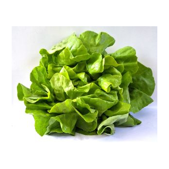 Kopfsalat