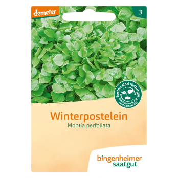 D-Postelein, Winterpostelein