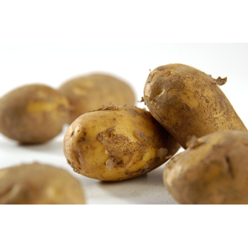 Kartoffel Belana lose festkochend