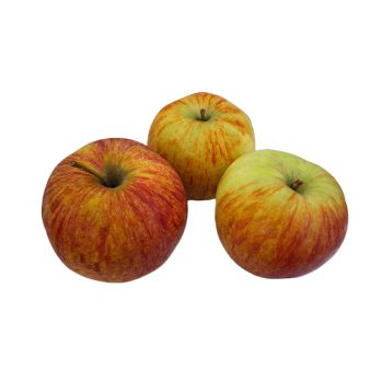 Apfel Jonagold